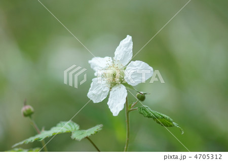 草苺 別名 早稲苺(わせいちご) 美味しい苺にな~れ❢ 草苺 別名 早稲苺(わせいちご) 美味しい苺にな~れ❢ 4705312