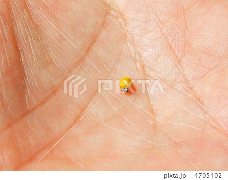 黄色いヘルメット? いや、キイロテントウです 黄色いヘルメット? いや、キイロテントウです 4705402