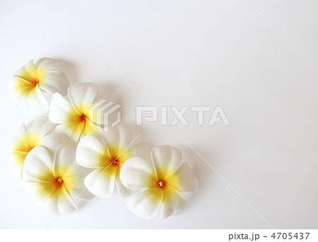 プルメリア プルメリア 4705437