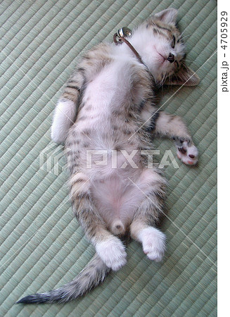 畳で眠る子猫 畳で眠る子猫 4705929
