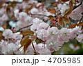 八重桜 4705985