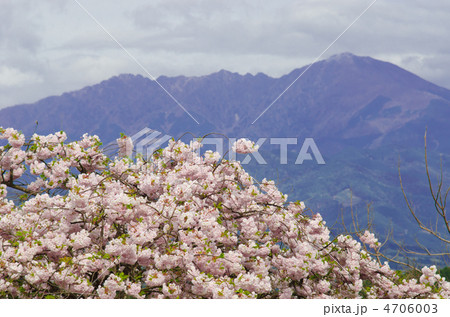 遠山桜 4706003