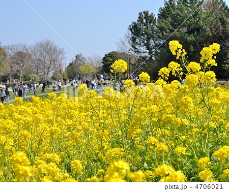 葛西臨海公園の美しい菜の花畑 葛西臨海公園の美しい菜の花畑 4706021