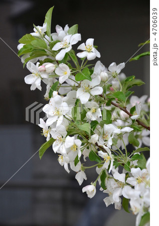 りんごの花 りんごの花 4706039