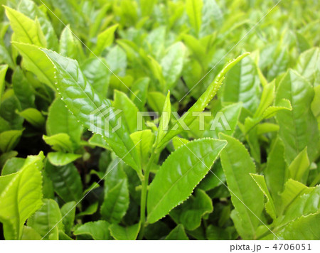 新茶の茶葉 新茶の茶葉 4706051
