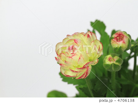 ラナンキュラスの花と蕾 4706138