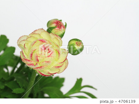 ラナンキュラスの花と蕾 4706139