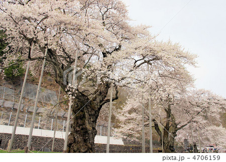 荘川桜 荘川桜 4706159