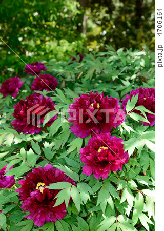 深紅の牡丹 4706164