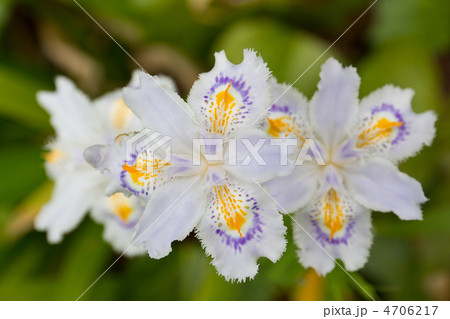 シャガの花 シャガの花 4706217
