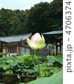 蓮の花 4706374