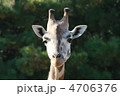 きりん 4706376