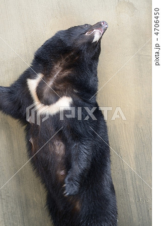 ツキノワグマ 4706450