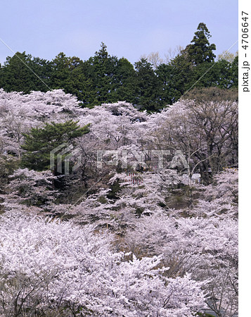 水戸桜山公園のソメイヨシノの写真素材
