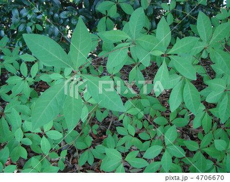 クロモジ 4706670