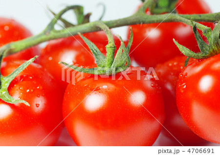 房付きトマト 4706691