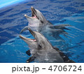 うみたまごのイルカ 4706724