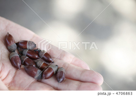 しいの実 4706863