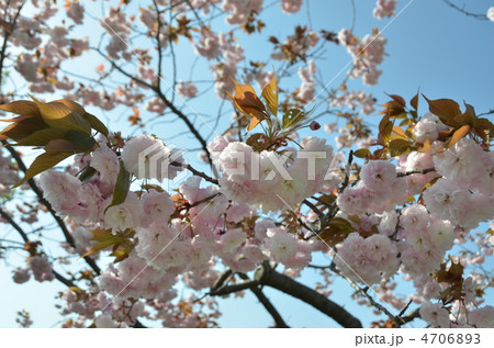 桜 4706893
