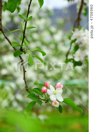 りんごの花 4706960