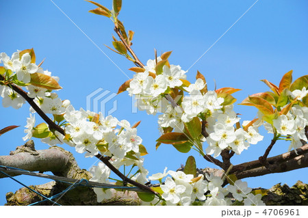 梨の花 梨の花 4706961