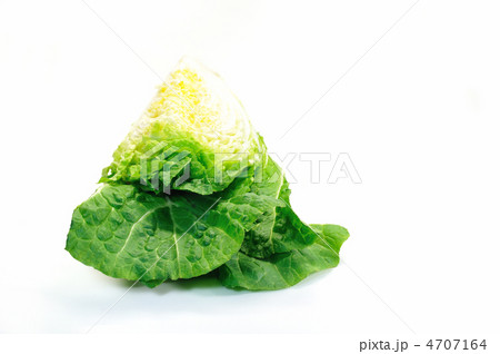 白背景の白菜 白背景の白菜 4707164