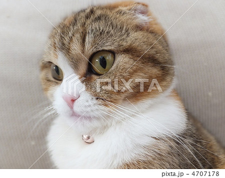 スコティッシュフォールド 4707178