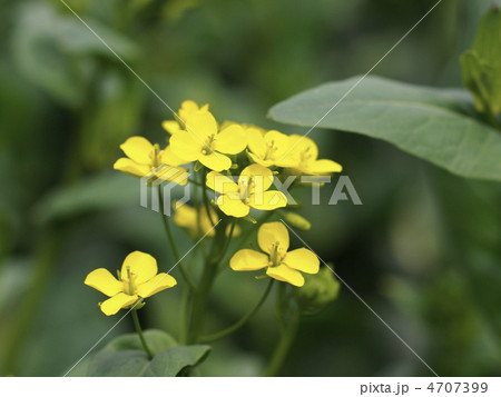 コマツナの花 4707399