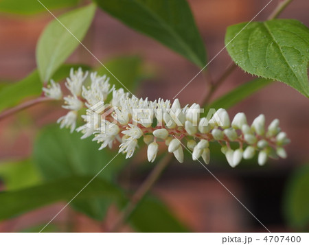 コバノズイナの花 コバノズイナの花 4707400