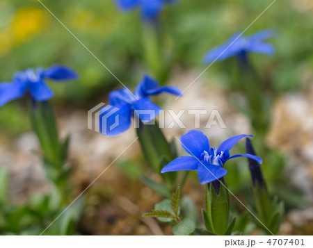 ゲンチアナ・ベルナの花 ゲンチアナ・ベルナの花 4707401