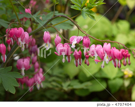 ケマンソウの花 ケマンソウの花 4707404