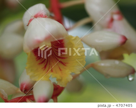 ゲットウの花 4707405