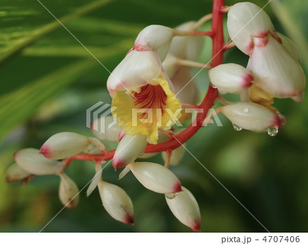 ゲットウの花 ゲットウの花 4707406