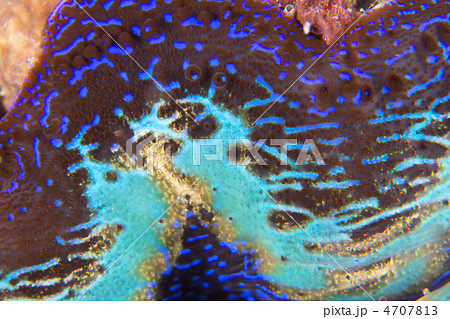 シャコガイの外套膜 4707813