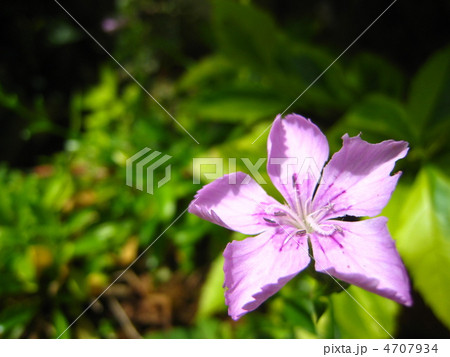 ハマナデシコ 4707934