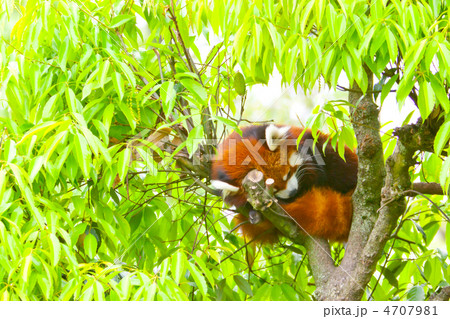 レッサーパンダ 4707981