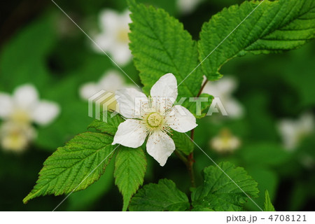 クサイチゴ 4708121