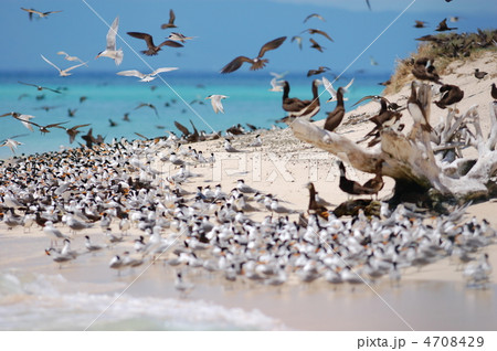 海鳥が繁殖する南の島 海鳥が繁殖する南の島 4708429