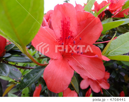 つつじアップ つつじアップ 4708441