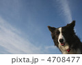 青空と犬 4708477