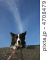 飛行機雲と犬 4708479