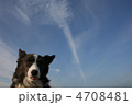 飛行機雲と犬 4708481