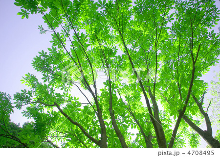 トチノキ 4708495