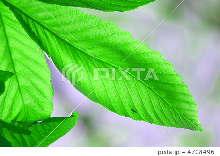 トチノキの葉 4708496