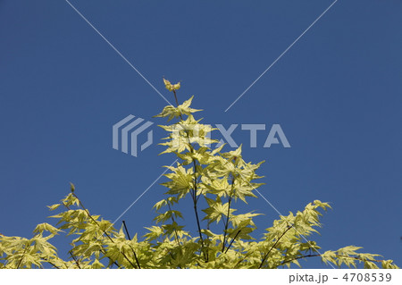 若葉のモミジ 4708539
