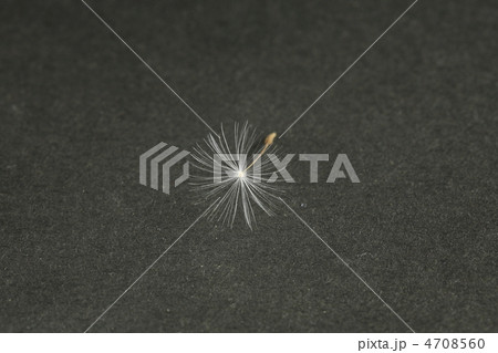 タンポポの種 4708560