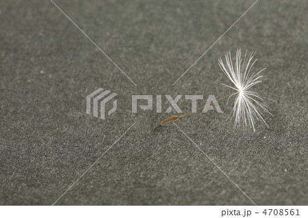 タンポポの種 4708561