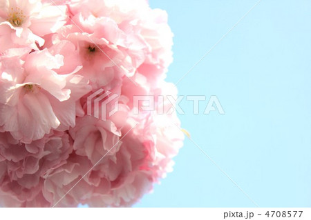 桜 桜 4708577
