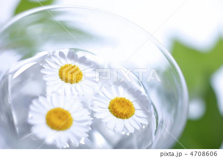 エコイメージ エコイメージ 4708606