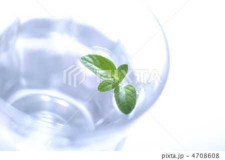 エコイメージ エコイメージ 4708608